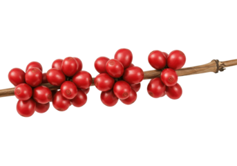 Close-up of vibrant red coffee cherries on a branch against a blurred background