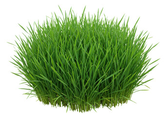 Lush green grass clump thriving in a bright outdoor setting with soft sunlight