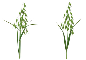 Fototapeta premium Close-up of two clusters of green grass-like plants swaying gently in a sunny field