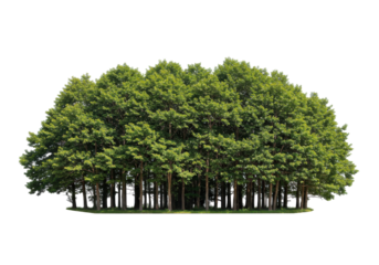 Lush green forest with dense tree canopy and sunlight filtering through leaves