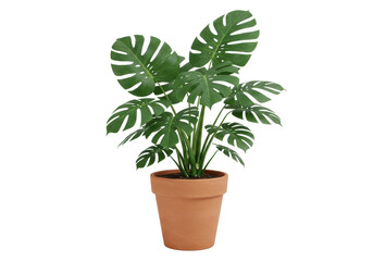 Obraz premium Lush green monstera plant in a terracotta pot, enhancing indoor decor with vibrant foliage