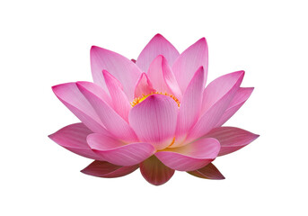 Beautiful pink lotus flower in full bloom, reflecting on water, serene background