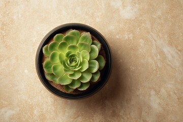 green cactus in a pot