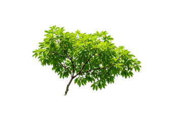 Lush green tree branch with vibrant leaves against a clear background, ideal for nature themes