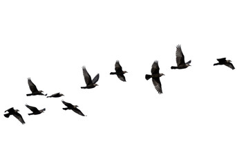 Fototapeta premium Flock of birds gracefully soaring through a clear sky, showcasing freedom and nature's beauty