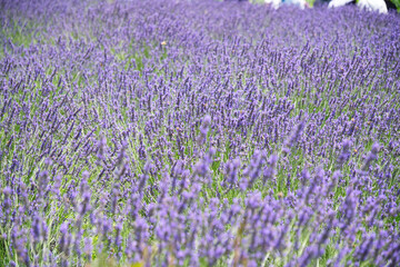 Naklejka premium 河口湖大石公園のラベンダー畑