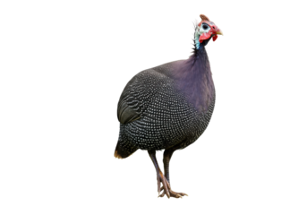 A vibrant helmeted guineafowl stands proudly, showcasing its unique plumage against a blurred natural background