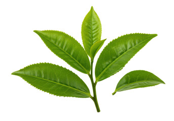 Fresh green tea leaves on a branch, isolated on a transparent background, showcasing nature