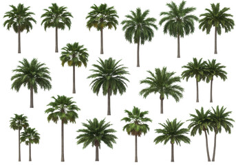 Fototapeta premium A lush collection of palm trees swaying gently in a vibrant tropical landscape