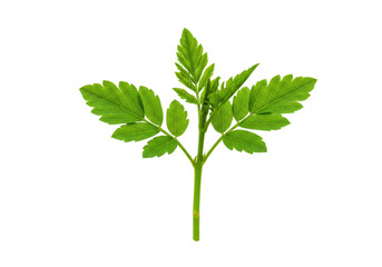 Fresh green herb sprig isolated on white background, showcasing vibrant leaves for culinary use