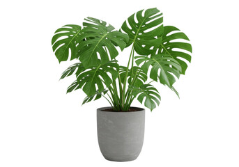 Fototapeta premium Lush green monstera plant in a modern concrete pot, bright indoor setting with sunlight