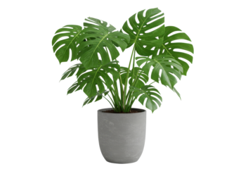 Lush green monstera plant in a modern concrete pot, bright indoor setting with sunlight