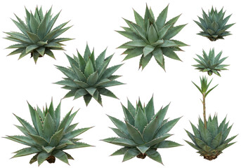 Fototapeta premium Various agave plants showcasing unique shapes and sizes against a transparent background