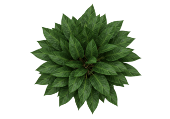 Lush green foliage of a plant viewed from above, showcasing vibrant leaves in a natural setting