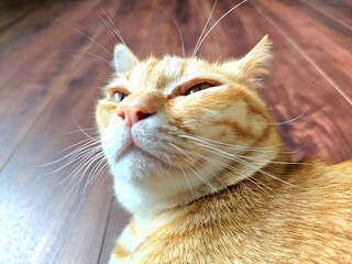 Extreme close-up of a ginger tabby cat's face with narrowed eyes and prominent whiskers. Its...