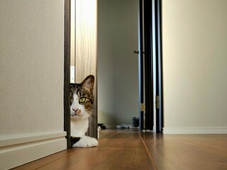 A tabby cat cautiously peeks from behind a sliding wooden door onto a quiet hallway in a modern Japanese house. The scene captures a sense of curiosity and alertness.