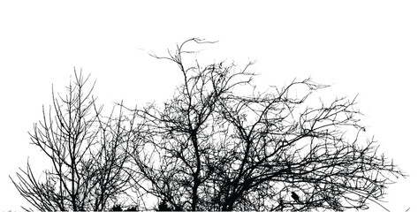 Obraz premium Silhouette of bare trees with branches isolated on white. Black and white vector illustration 