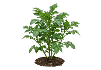 Lush green potato plant growing in rich soil, showcasing healthy foliage and growth