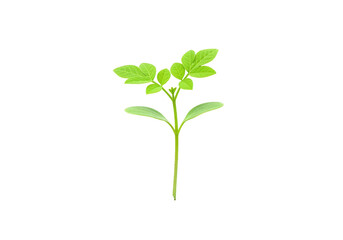 Fresh green plant sprouting from soil, symbolizing growth and renewal in nature