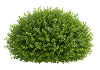 Lush Green Shrub Surrounded by Soft Natural Light in a Tranquil Outdoor Setting