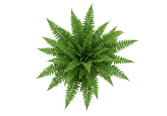 Lush green fern plant viewed from above, showcasing vibrant leaves against a plain background