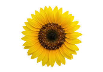 A vibrant sunflower in full bloom against a black backdrop, showcasing its intricate details