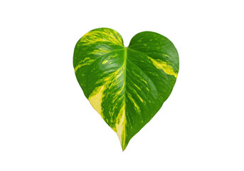Heart-shaped green leaf with vibrant yellow streaks on a transparent background