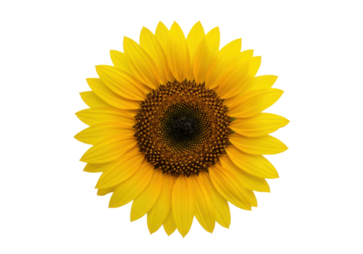 A vibrant sunflower in full bloom against a black backdrop, showcasing its intricate details