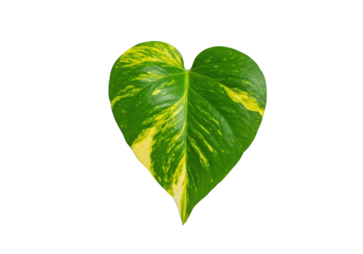Heart-shaped green leaf with vibrant yellow streaks on a transparent background