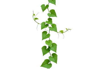 Lush green ivy vine climbing against a plain background, showcasing nature's beauty