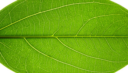 Vibrant Green Leaf Vein Detail Close Up Macro Shot