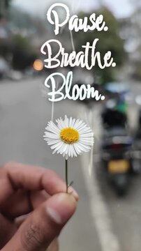 Pause Breathe Bloom daisy flower lines 4K
