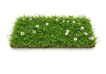 Grass patch with white clover flowers