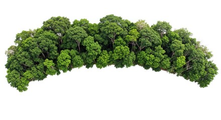 Green forest canopy top view