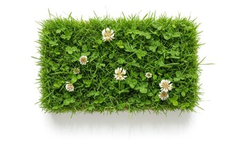 Green grass patch with flowers