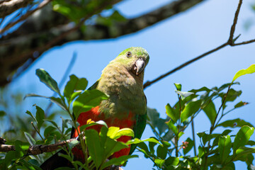 A Beautiful Australian King Parrot Sitting in a Tree