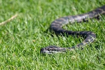 An Australian Carpet Python Snake