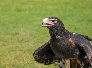 An Australian Wedge Tailed Eagle