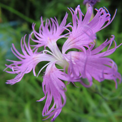日本で夏にカワラナデシコがピンク色の花を咲かせています