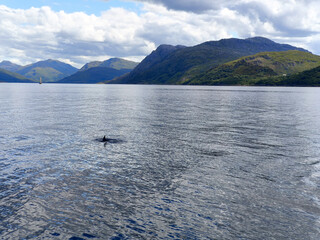 mountain lake in the mountains where dolphins swim