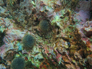 Sea Life 