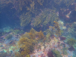 Sea Floor
