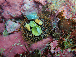 Urchin