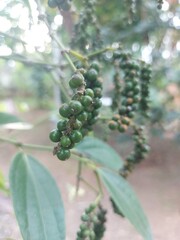Close-Up of Fresh Green Peppercorns Growing on the Vine
