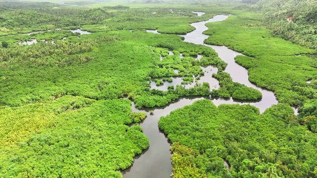 Aerial top-down shot of the lush Mataob Maasin Mangrove Forest with winding river channels in Siargao Islands, Philippines, showcasing dense green canopy and the natural coastal wetlands ecosystem.