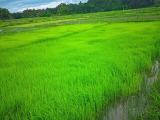 "Lush green rice fields... feel the breath of nature."