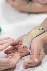 Cute small Russian hamster on the hands of the owner on a domestic home