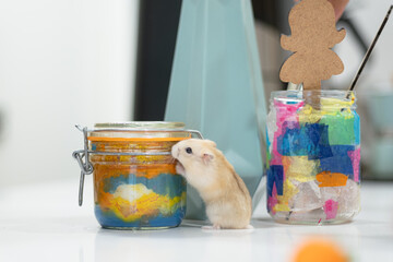 Cute small rodent hamster on an interior domestic home scene being curious