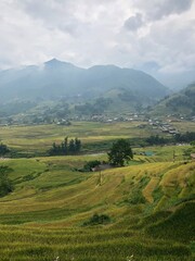 rice terraces in vietnam