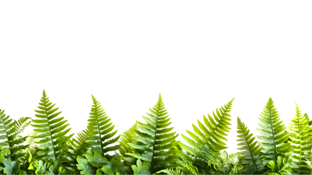 Lush green ferns create a vibrant border, bringing a touch of nature and freshness to designs and projects with a natural and organic feel.